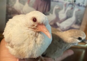 Baby Albino Ringneck Dove for SALE!