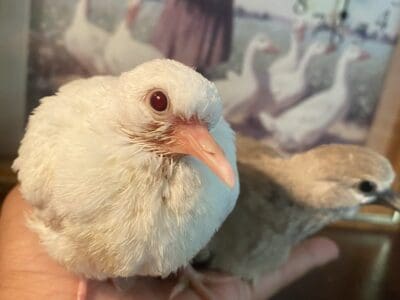 Baby Albino Ringneck Dove for SALE!