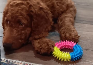 Goldendoodle Standard 12 weeks
