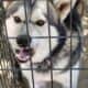 Alaskan sibarian husky puppies for sale