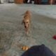 Free Golden Retriever Puppy