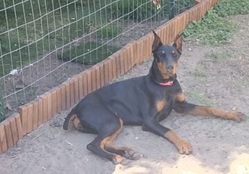 Female doberman