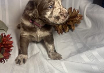 Adorable Labradoodle Puppies