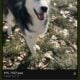 Rehoming year and half male huskey