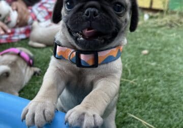 Pug puppies