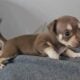 Purebred Chihuhua females