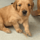 AKC registered Golden Retrievers
