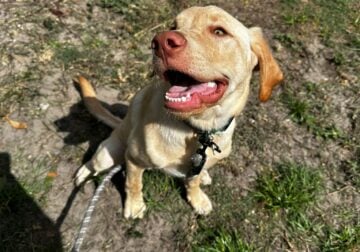 Meet Rocco – Your new adventure buddy 🐕‍🦺