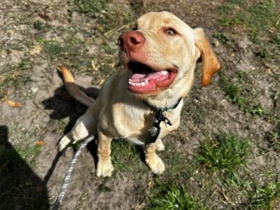 Meet Rocco – Your new adventure buddy 🐕‍🦺