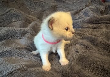 Bianca – Blue Point Ragdoll Kitten