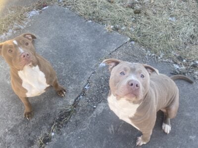 1 male dog. 1 female dog dats possibly pregnant