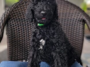 Adorable Labradoodle Puppies Ready Today!