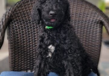 Adorable Labradoodle Puppies Ready Today!