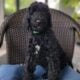 Adorable Labradoodle Puppies Ready Today!