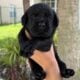 Adorable Labrador Retriever puppies