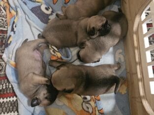 Pug puppies