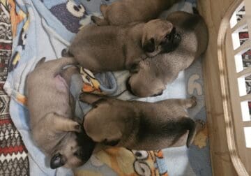 Pug puppies