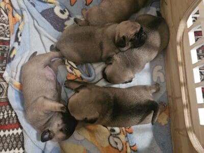 Pug puppies