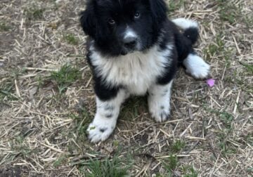 Newfoundland/Great Pyrenees Puppies