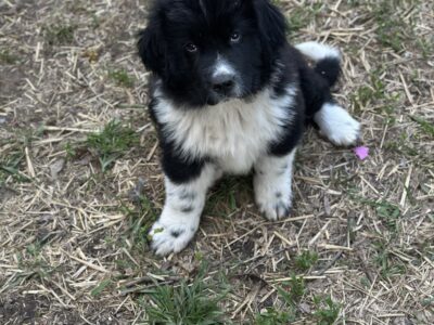 Newfoundland/Great Pyrenees Puppies