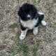 Newfoundland/Great Pyrenees Puppies