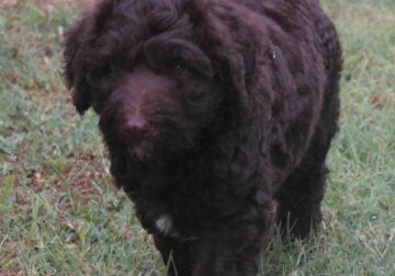 Multigenerational Labradoodle
