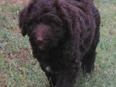 Multigenerational Labradoodle