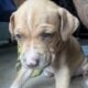 XL American Bully x APBT puppies!