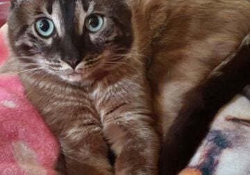Male Mink Seal Charcoal Bengal with Aqua Eyes