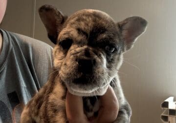 French/english bulldog