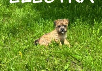 Electra Female Cairn/Yorkie Puppy