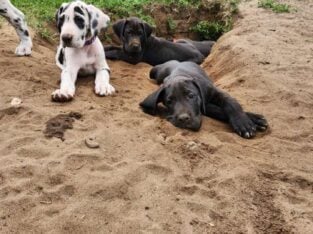 Great Dane Puppies