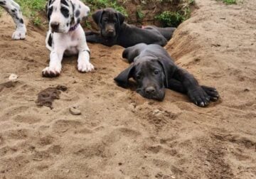 Great Dane Puppies