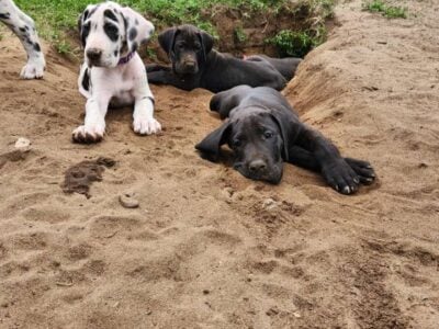 Great Dane Puppies