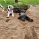 Great Dane Puppies
