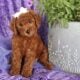 sweet Little Mini Golden doodle Girly