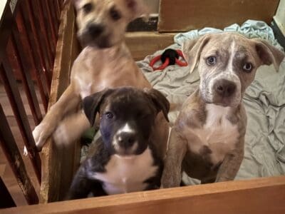Bullmastiff husky pitbull Puppies for sale