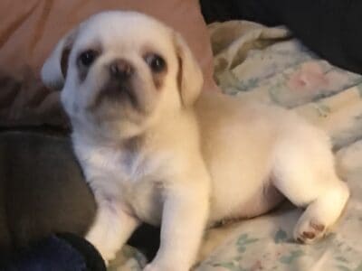 French pug puppies ckc reg