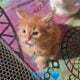 Maine Coon Polydactyl Orange Tabby Male