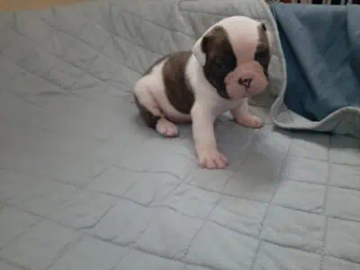 American Bulldog puppies