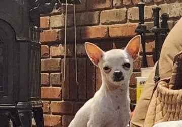 Chihuahua Male