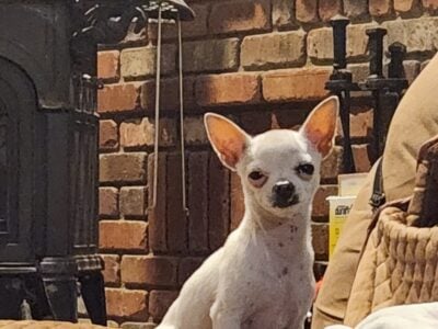 Chihuahua Male