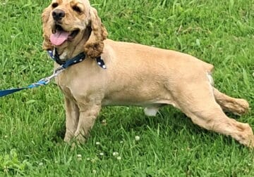 Bogie the Cocker Spaniel