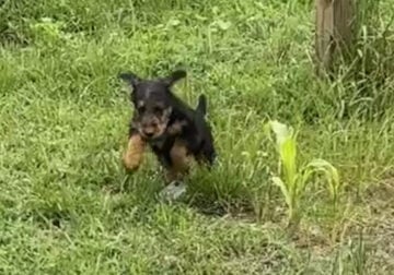 AKC Airdale Terrier Puppies