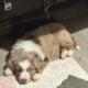 mini Australian shepherd’s