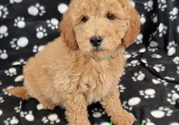 Mini Goldendoodle Male