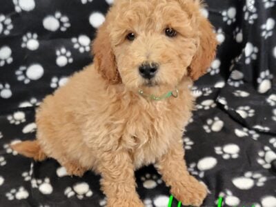 Mini Goldendoodle Male