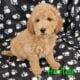 Mini Goldendoodle Male