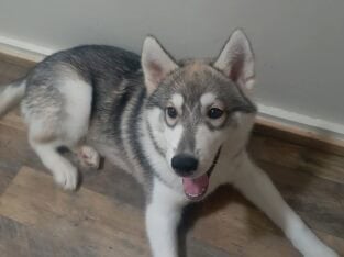 A boy husky for sale