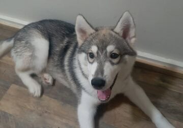 A boy husky for sale